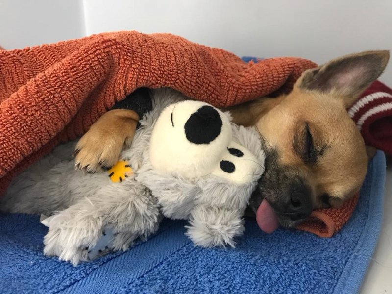 Small dog asleep cuddling a teddy