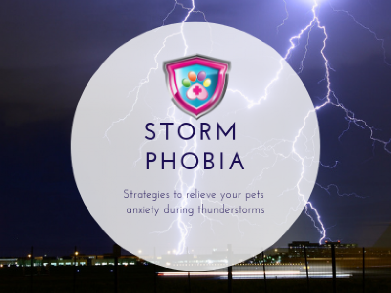 Storm Phobia Strategies to relieve your pets anxiety during thunderstorms