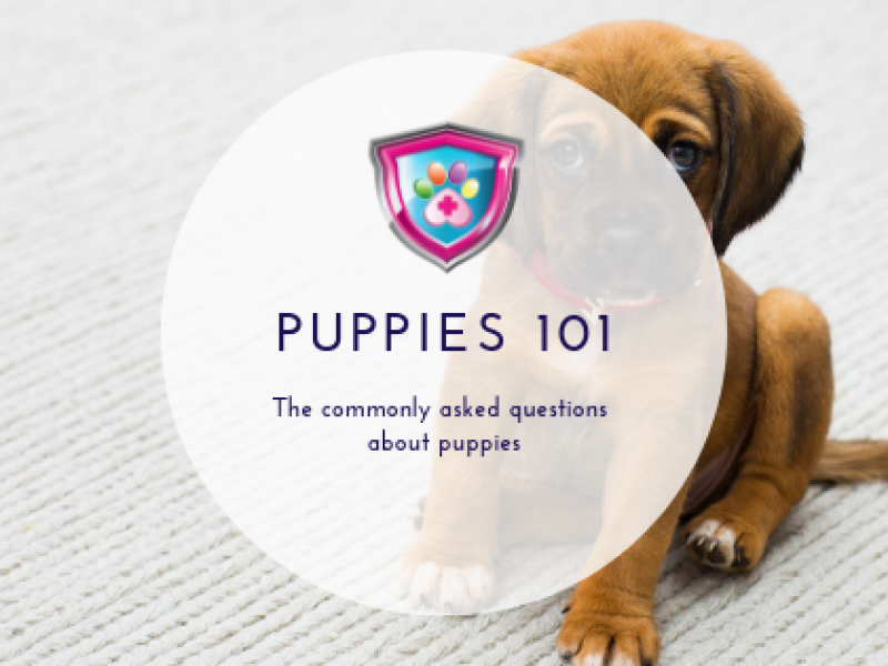 Puppies 101 The commonly asked questions about puppies