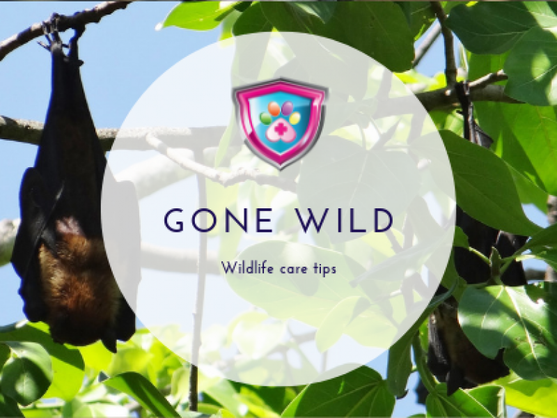 Gone Wilde Wildelife Care Tips